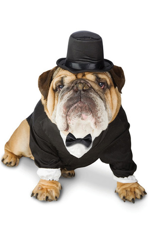 Tuxedo Suit Pet Costume