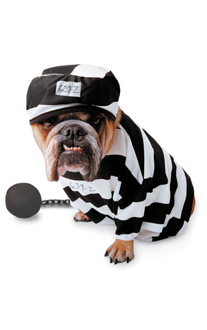 Zelda Wisdom Prisoner Dog